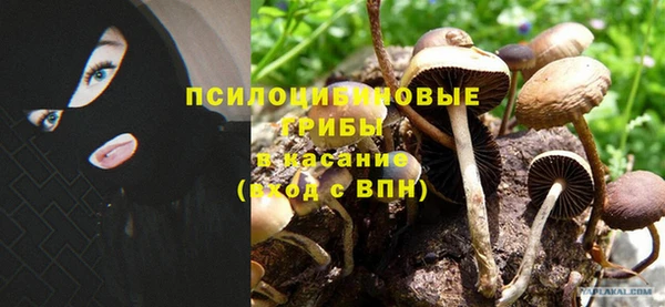 ПСИЛОЦИБИНОВЫЕ ГРИБЫ Инсар